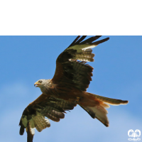 گونه کورکور حنایی Red Kite